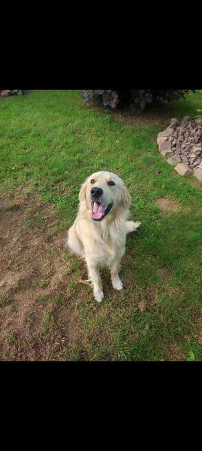 Reproduktor Golden Retriever