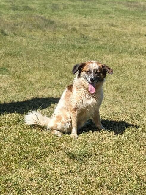Białasek - cudowny młody psiak do adopcji
