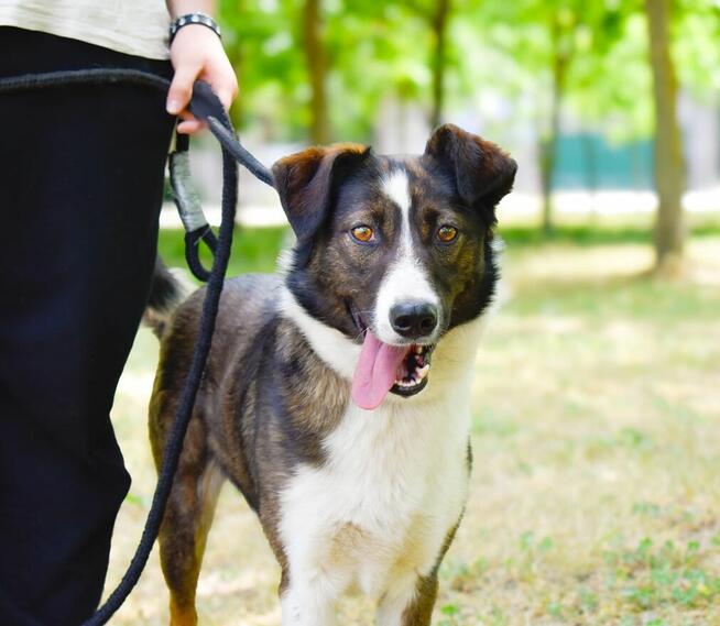 Monsun- młody uśmiechnięty piesek do adopcji