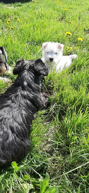 West Highland White Terrier FCI