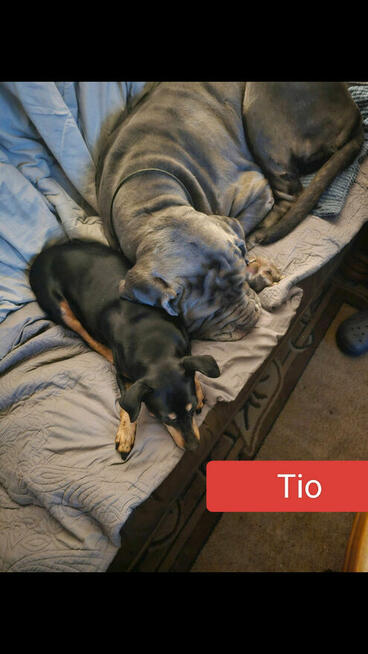 Do adopcji 4 let.mastif neapolitański czeka na dom