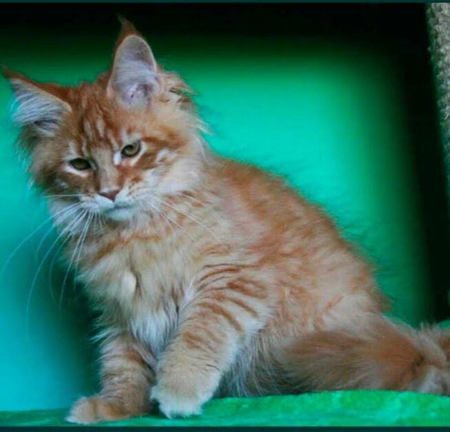 Kocurek Maine Coon rudy