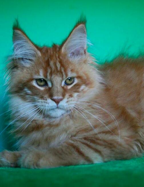 Kocurek Maine Coon rudy
