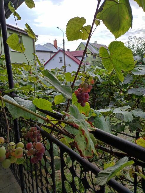Dom wolnostojący na Osiedlu Stacja Ostrołęka
