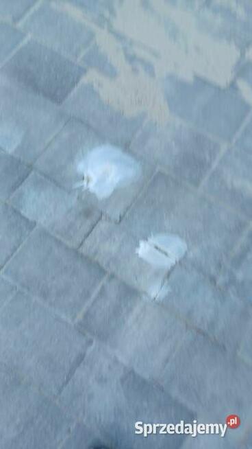 ZMYWACZ PLAM OLEJOWYCH 1L z kostki, betonu Izochem Lublin ZP