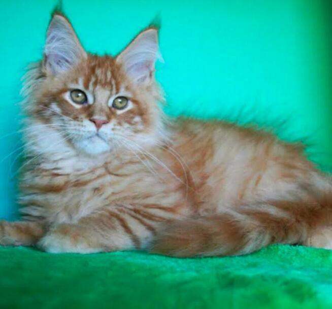 Kocurek Maine Coon rudy