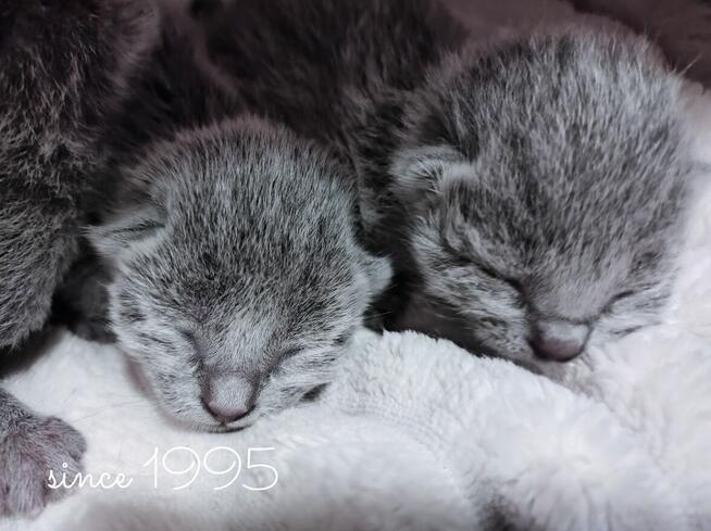 Koty rosyjskie niebieskie since1995 WCF