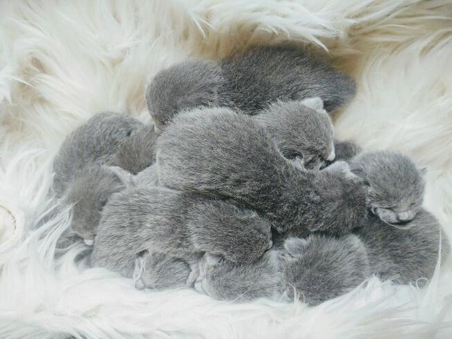 Koty rosyjskie niebieskie since1995 WCF