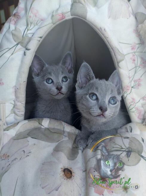 Koty rosyjskie niebieskie since1995 WCF