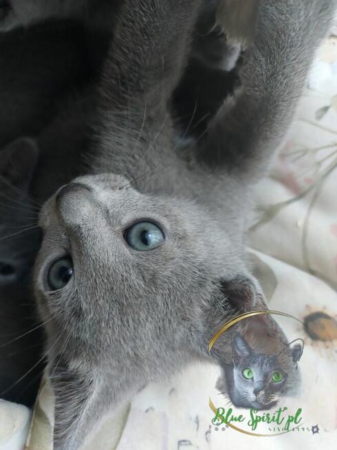 Koty rosyjskie niebieskie since1995 WCF