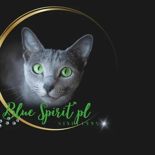 Koty rosyjskie niebieskie since1995 WCF