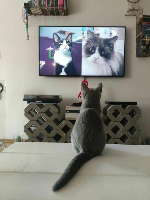 Koty rosyjskie niebieskie since1995 WCF