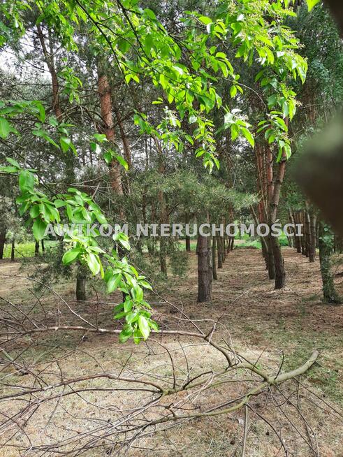 Działka Strzyboga gm. Nowy Kawęczyn