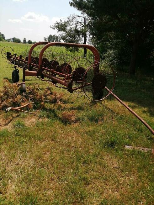 Grabiarkę siedmiogwiazdową