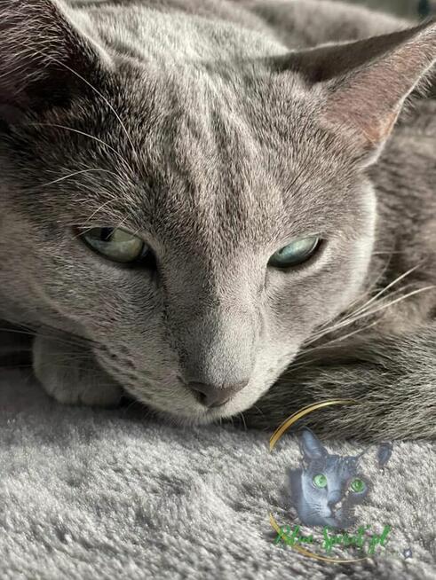 Koty rosyjskie niebieskie since1995 WCF