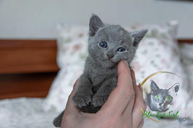 Koty rosyjskie niebieskie since1995 WCF