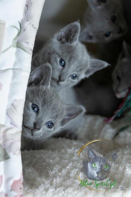 Koty rosyjskie niebieskie since1995 WCF