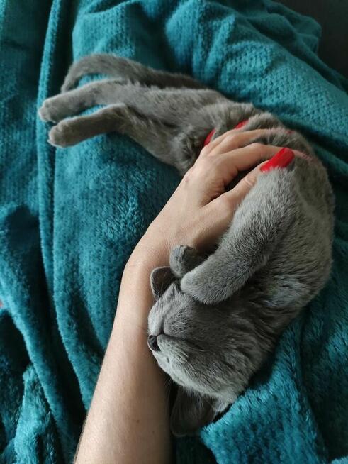 Koty rosyjskie niebieskie since1995 WCF