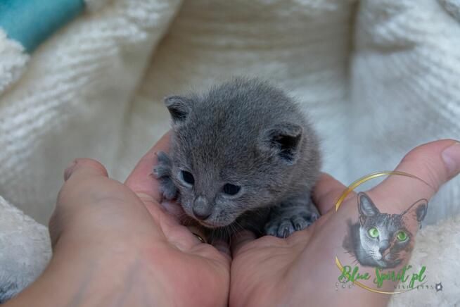 Koty rosyjskie niebieskie since1995 WCF