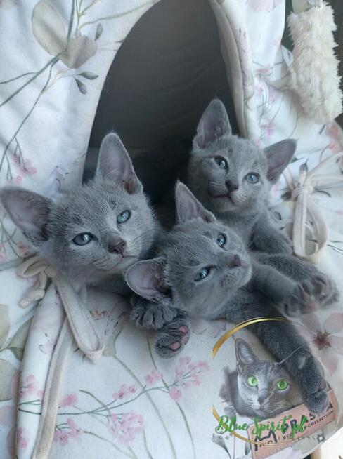 Koty rosyjskie niebieskie since1995 WCF
