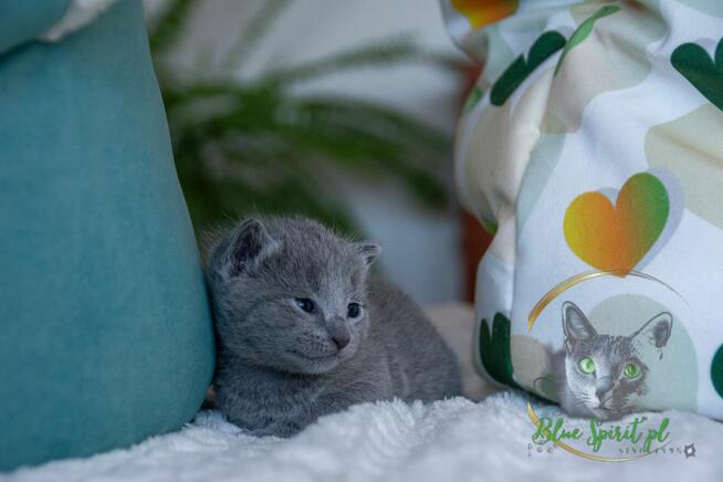 Koty rosyjskie niebieskie since1995 WCF