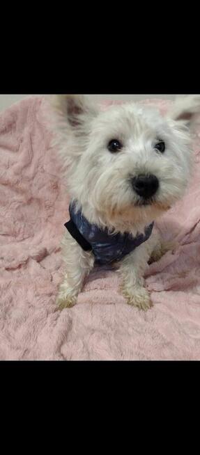 Reproduktor West Highland White Terrier zaprasza