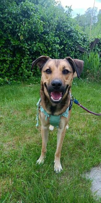 3 letni proludzki Dino szuka dobrego domu!