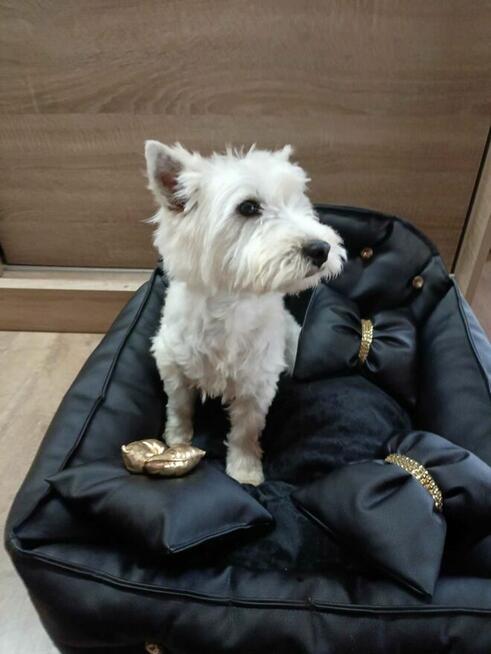 Reproduktor West Highland White Terrier zaprasza