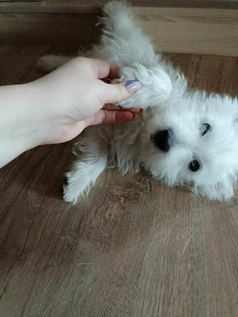 Reproduktor West Highland White Terrier zaprasza