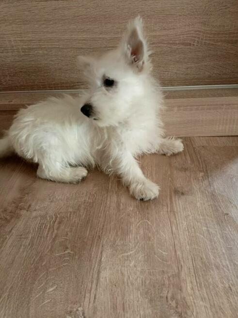 Reproduktor West Highland White Terrier zaprasza