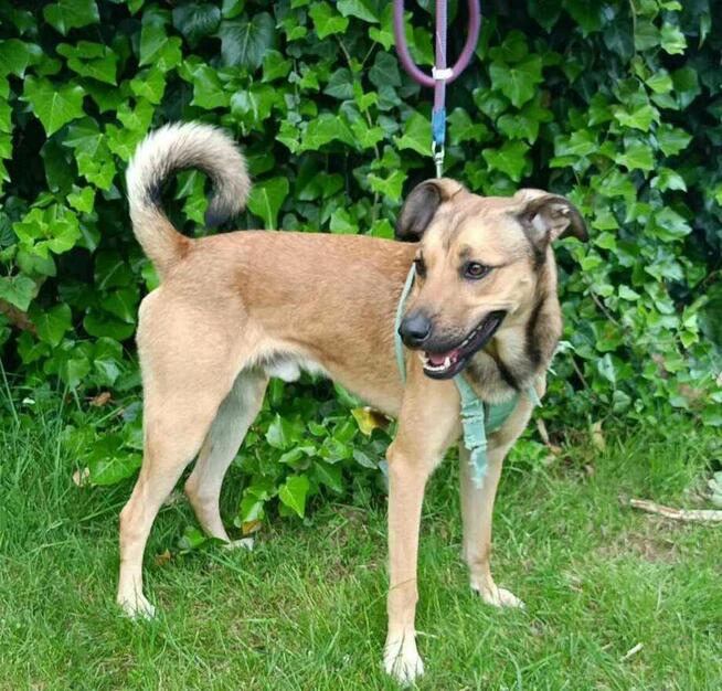 3 letni proludzki Dino szuka dobrego domu!