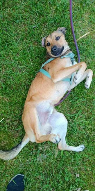 3 letni proludzki Dino szuka dobrego domu!