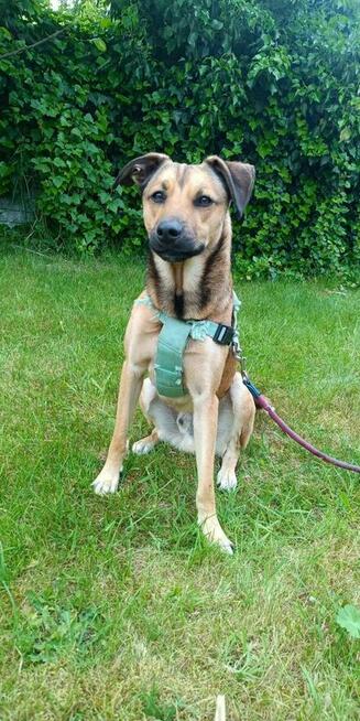 3 letni proludzki Dino szuka dobrego domu!