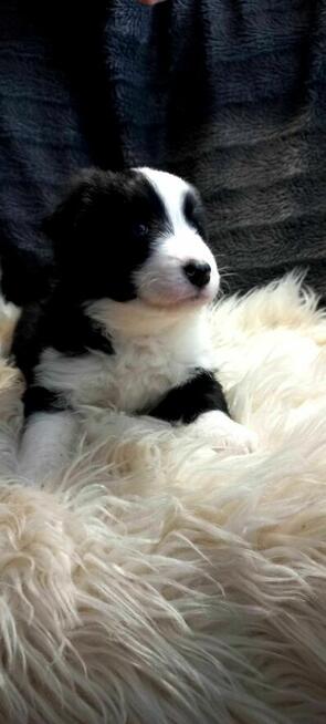 Border collie szczenięta z rodowodem