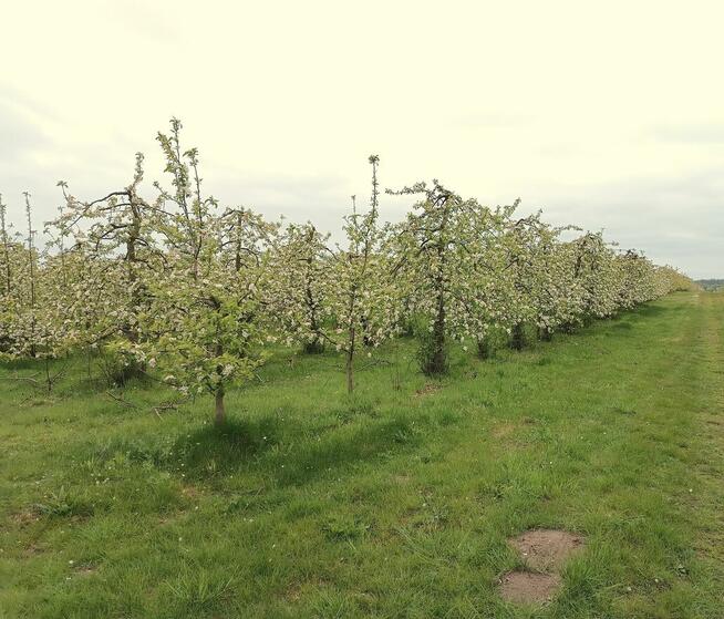 Fartuchy robocze Firmy Rates.pl Bronisze