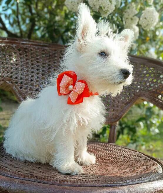 Reproduktor West Highland White Terrier zaprasza