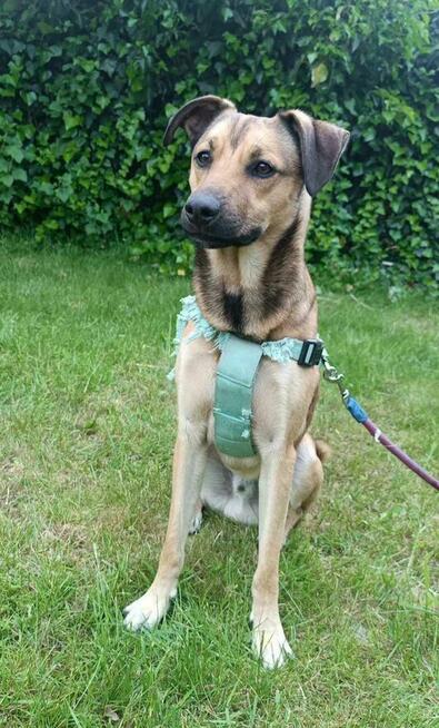 3 letni proludzki Dino szuka dobrego domu!