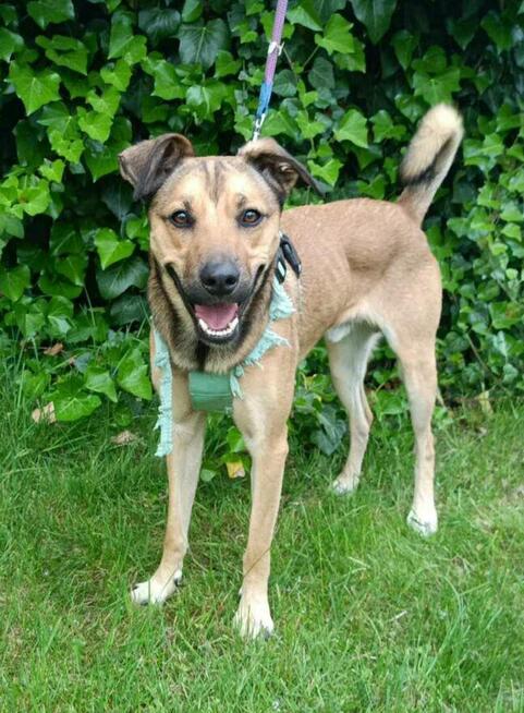 3 letni proludzki Dino szuka dobrego domu!