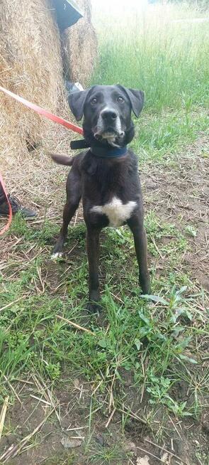 Vincent ok 7 let.wyjątkowy psiak czeka na adopcję Kaspian Sa