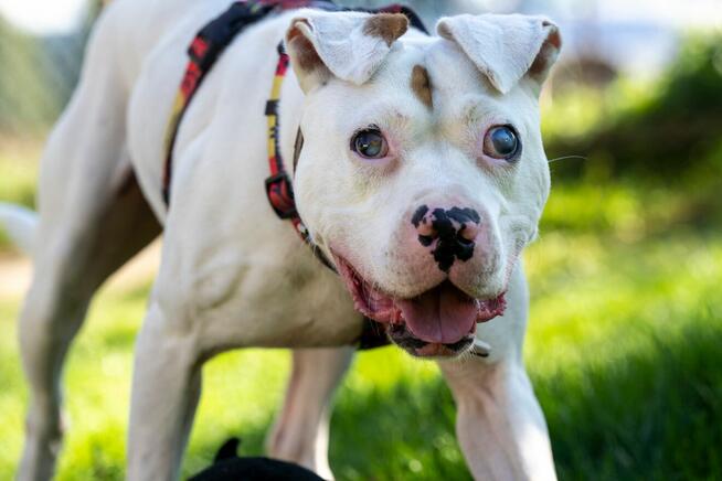 Diego ok 3 let.wyjątkowy pies w typ.amstaffa Home for Pets