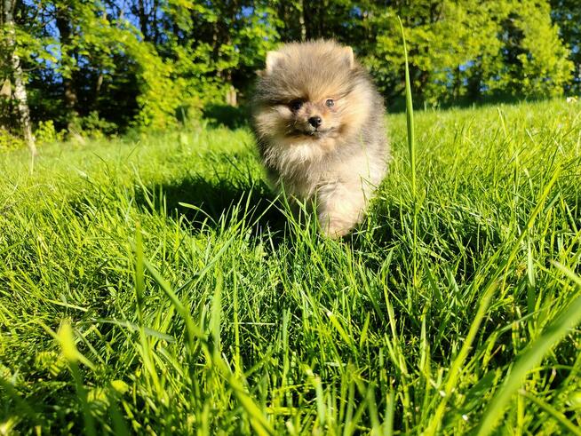 Szpic miniaturowy - pomeranian ZKwP/FCI