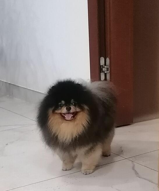 Szpic miniaturowy - pomeranian ZKwP/FCI