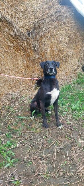 Vincent ok 7 let.wyjątkowy psiak czeka na adopcję Kaspian Sa