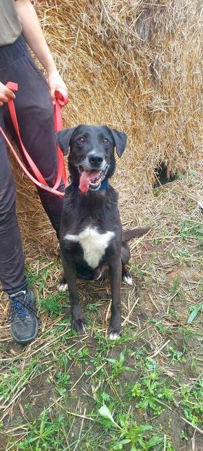 Vincent ok 7 let.wyjątkowy psiak czeka na adopcję Kaspian Sa