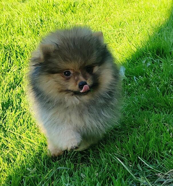 Szpic miniaturowy - pomeranian ZKwP/FCI