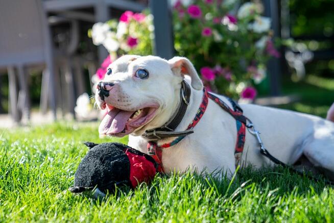 Diego ok 3 let.wyjątkowy pies w typ.amstaffa Home for Pets