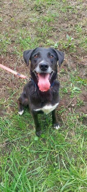 Vincent ok 7 let.wyjątkowy psiak czeka na adopcję Kaspian Sa