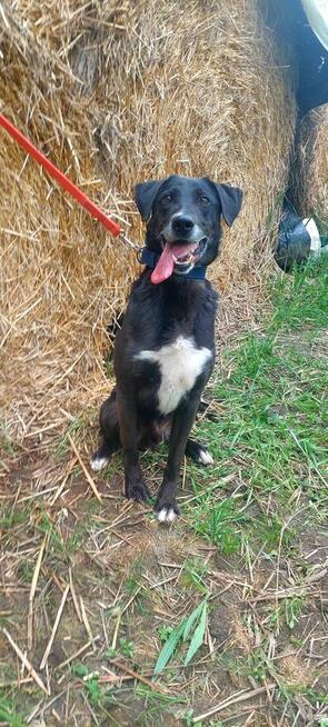 Vincent ok 7 let.wyjątkowy psiak czeka na adopcję Kaspian Sa