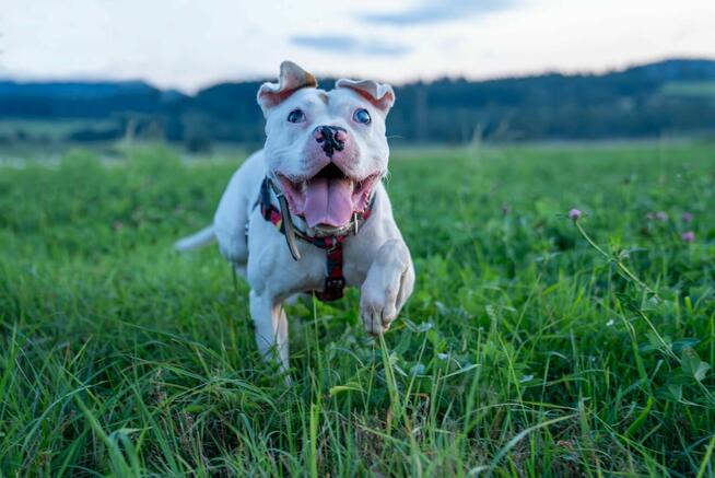 Diego ok 3 let.wyjątkowy pies w typ.amstaffa Home for Pets