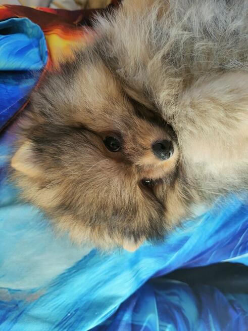 Szpic miniaturowy - pomeranian ZKwP/FCI